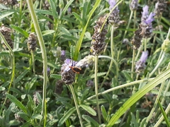 Hemiptera