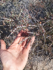 Prunus fasciculata
