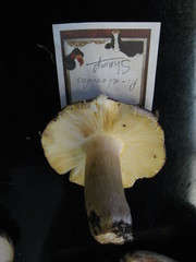 Russula pseudo-olivascens