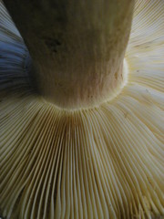Russula pseudo-olivascens