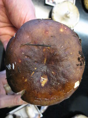 Russula pseudo-olivascens