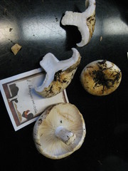 Russula brevipes acrior
