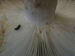 Russula brevipes acrior