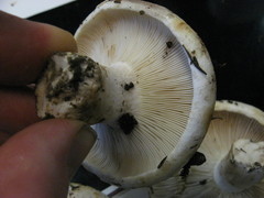 Russula brevipes acrior