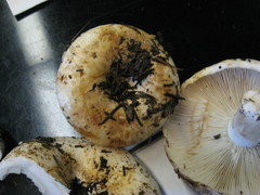 Russula brevipes acrior