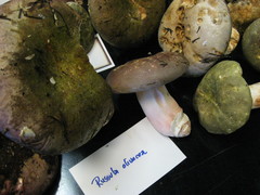 Russula olivacea