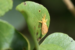 Dalceridae