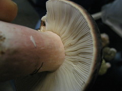 Russula olivacea
