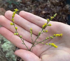 Solidago — photo 3