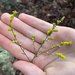 Solidago — photo 3