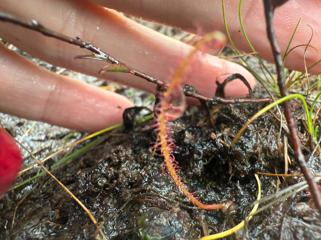 Threadleaf Sundew Range Northern Threadleaf Sundew in September 2025 by photolith · iNaturalist