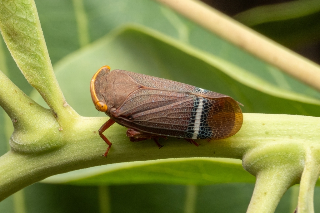 Acmonia amabilis