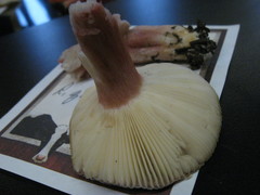 Russula queletii