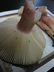 Russula queletii