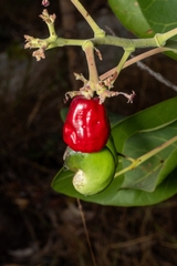 (c) Jean Martins, some rights reserved (CC BY) Anacardium humile, photograph (c) Jean Martins, some rights reserved (CC BY)