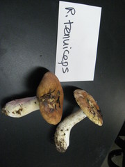 Russula tenuiceps