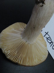 Russula tenuiceps