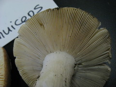 Russula tenuiceps