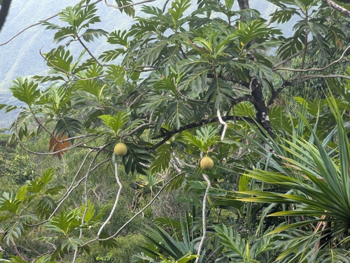 Artocarpus altilis observed 2025-09-27