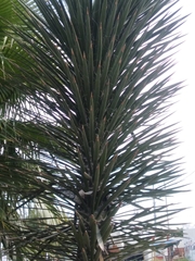 Yucca filifera