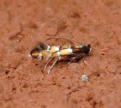 Chrysaster ostensackenella