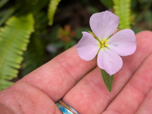 Pterolepis glomerata observed 2025-09-27