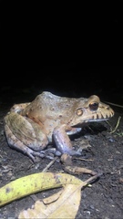 Leptodactylus labyrinthicus