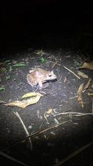 Leptodactylus labyrinthicus