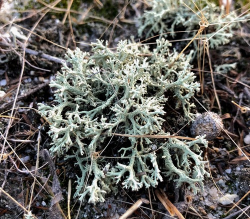 Jester Lichen (Cladonia leporina)