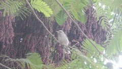 Mimus saturninus
