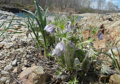 Pulsatilla dahurica