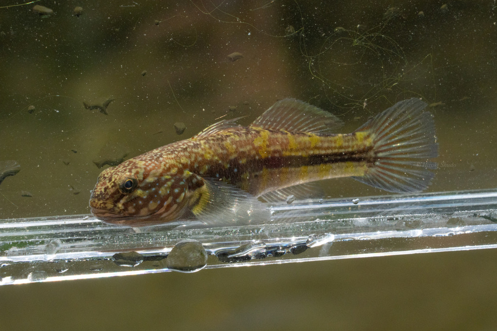 Kuroiwa Freshwater Goby