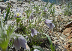 Pulsatilla dahurica