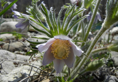 Pulsatilla dahurica
