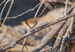 Urosphena squameiceps