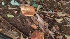 Fungi