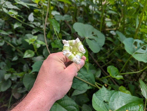 Ipomoea alba observed 2025-09-27