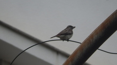 Empidonomus varius