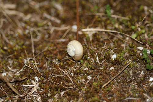 Theba pisana