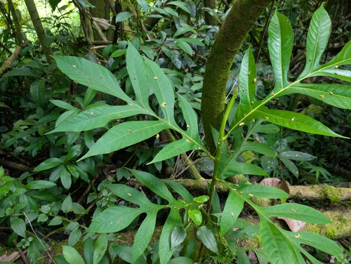 Artocarpus altilis observed 2025-09-27