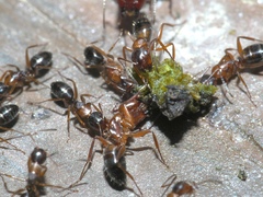Camponotus snellingi