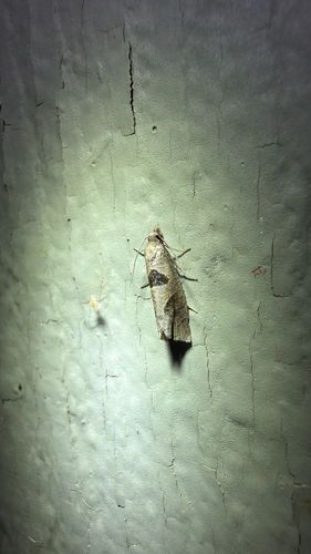 Triangle-backed Pelochrista Moth (Pelochrista dorsisignatana)