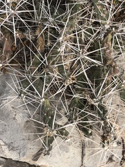 Grusonia