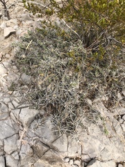 Grusonia