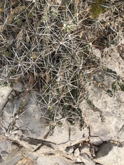 Grusonia