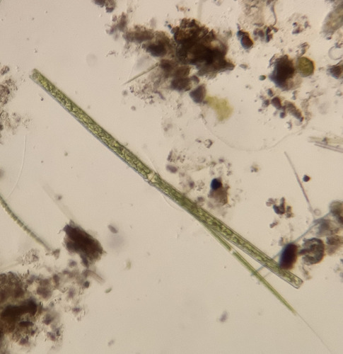 Pleurotaenium baculoides