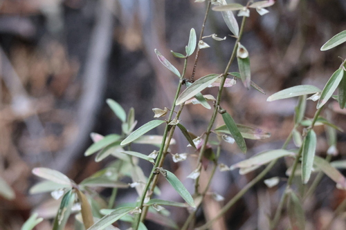 iNaturalist observation photo of Grayleaf Skullcap