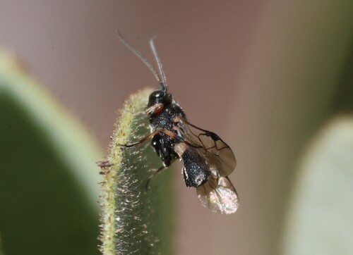 iNaturalist observation photo of Chelonus