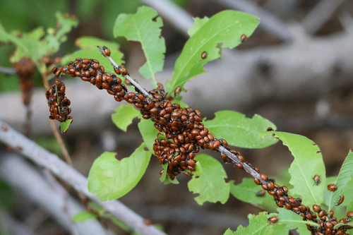 iNaturalist observation photo of Convergent Lady Beetle