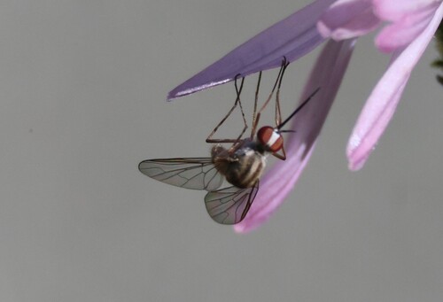 iNaturalist observation photo of Empidigeron